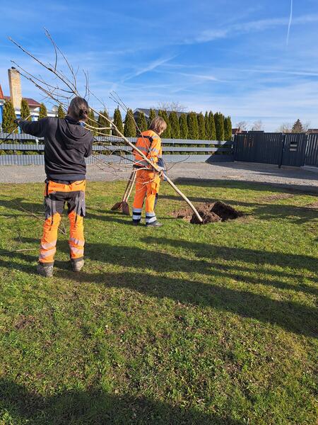 Bild vergr&ouml;&szlig;ern: Baumpflanzung im Robert-Koch-Weg