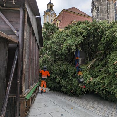 Bild vergr&ouml;&szlig;ern: Weihnachtsbaum Transport
