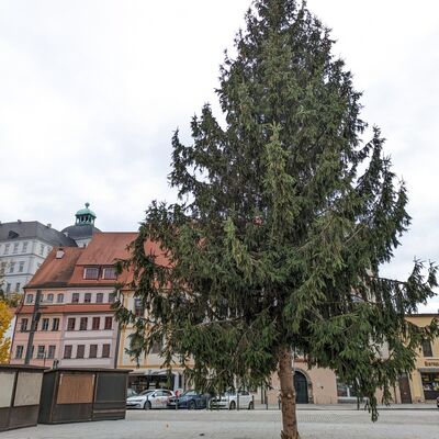 Bild vergr&ouml;&szlig;ern: Weihnachtsbaum