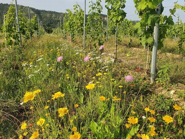 Bild vergr&ouml;&szlig;ern: Weinberg mit Bl�hstreifen_Hochschule Anhalt