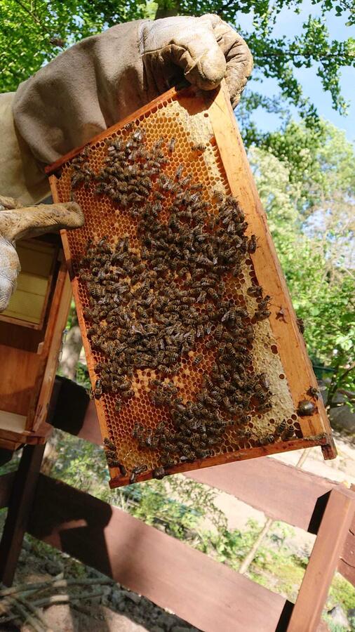 Bild vergr&ouml;&szlig;ern: Bienen_as Bienenvolk zieht nun eine neue K�nigin heran