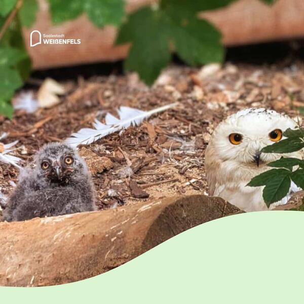 Schneeeulenküken
