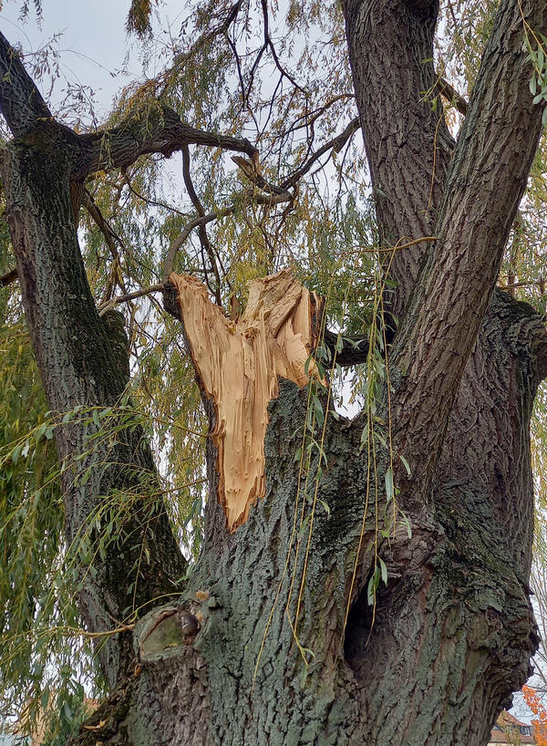 Bild vergr&ouml;&szlig;ern: Weide Gro�e Saalebr�cke abgebrochener St�mmling
