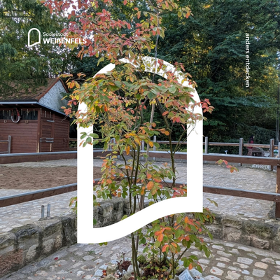 Bild vergr&ouml;&szlig;ern: Kanadische Felsenbirne