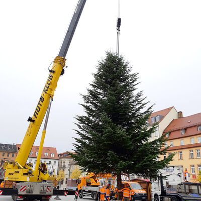 Weihnachtsbaum für den Weißenfelser Weihnachtsmarkt 2022