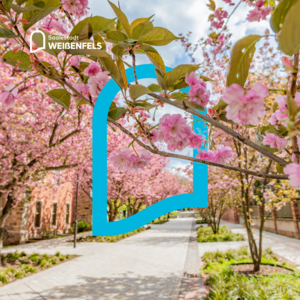 Bild vergr&ouml;&szlig;ern: Kirschbl&uuml;te Kloster