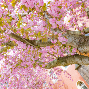 Bild vergr&ouml;&szlig;ern: Kirschbl&uuml;te Kloster Sankt Klaren