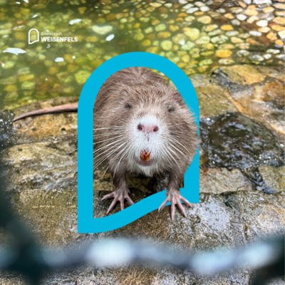 Bild vergrößern: Biber im Heimatnaturgarten