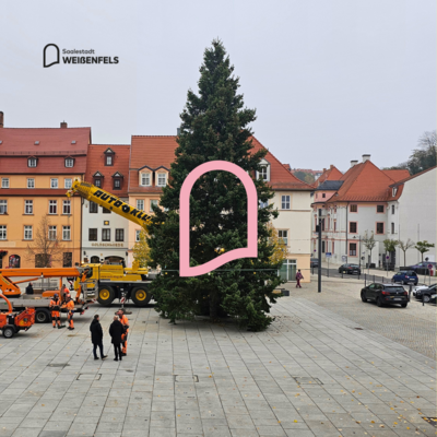 Bild vergr&ouml;&szlig;ern: Wei&szlig;enfelser Weihnachtsbaum 2024