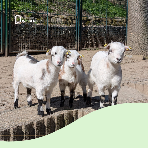 Zwergziegen im Heimatnaturgarten