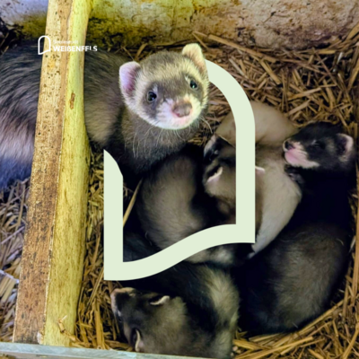 Bild vergrößern: Frettchen mit Nachwuchs