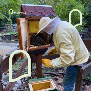 Bild vergr&ouml;&szlig;ern: Umzug Bienen ins Winterquartier