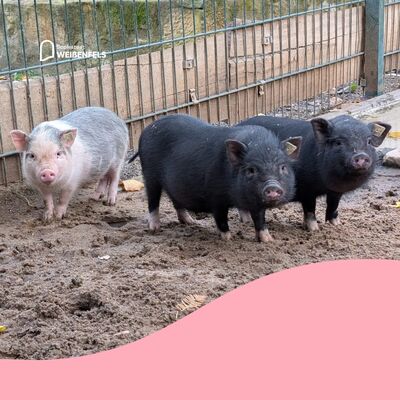 Bild vergrößern: Minischweine Heimatnaturgarten